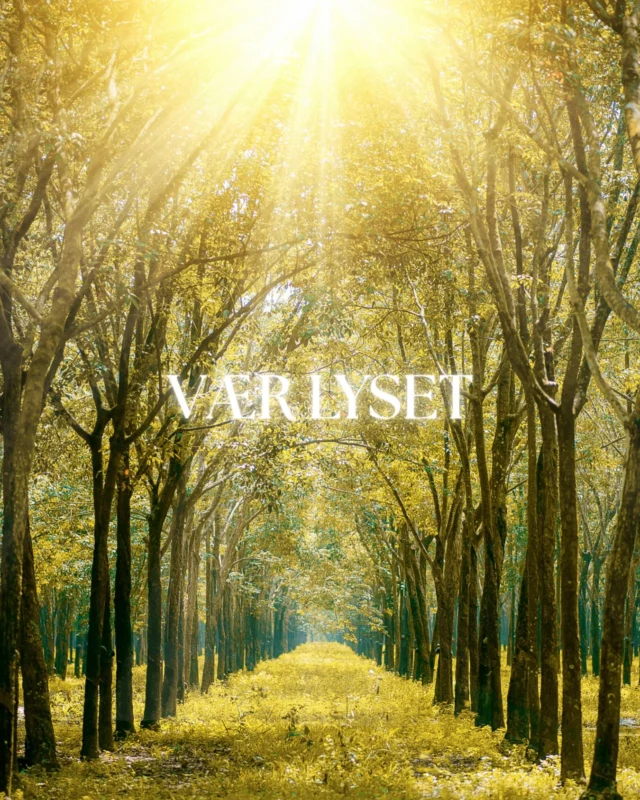 ✨ Når verden larmer med drama, frygt og negativitet – så husk, at du har et valg. Du kan altid vende tilbage til dit lys. ✨

Men hvordan gør man egentlig det?

🌿 Start med at trække vejret dybt. Giv dig selv et øjebliks ro, hvor du mærker din krop og dit hjerte.

💫 Spørg dig selv: “Hvordan vil jeg gerne have det lige nu?” Ikke hvordan andre får dig til at føle, men hvad DU vælger at vibrere i.

🌞 Opsøg det, der løfter dig – musik, bevægelse, natur, mennesker der inspirerer.

💬 Sig fra over for det, der dræner dig – selv hvis det bare er at slukke for nyhederne eller sige nej til en samtale, du ikke har energi til.

🕯️ Hver gang du vælger det, der nærer dig, vælger du dit lys. Hver gang du stopper op og vælger bevidst, træder du tilbage i din kraft.

Du er ikke her for at blive trukket ned af andres kaos. Du er her for at skinne, elske og løfte – dig selv og dem omkring dig.

Og det begynder med ét bevidst valg ad gangen 💛

#lysarbejder #værilyset #energiarbejde #selvbevidsthed #spirituelrejse #meditation #højtvibrerendeenergi #kærlighedfremforfrygt #lightworker #spiritualitetihverdagen #spiritueludvikling